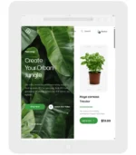 Plants Phlox – Image 5