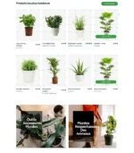 Plants Phlox – Image 3