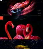 Photographe Elem